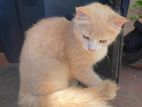 Persian Cross Cat