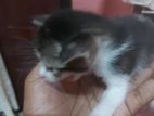 Persian Cross Cat Male