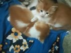 Persian Cross Cats