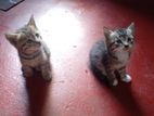 Persian Cross Kittens