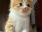 Persian Cross Kittens