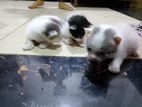 Persian Cross Kittens