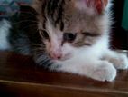 Persian Mix Kitten