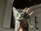 Persian Kitten
