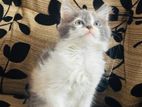 Persian Cross Cat