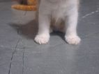 Persian Cat