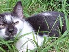 Himalayan Kitten