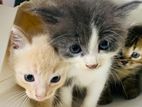 Persian Mix Kitten