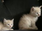 Persian Cross Kitten