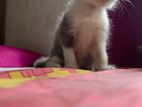 Persian Cross Kitten
