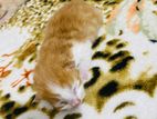 Persian Cross Kitten