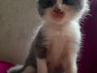 Persian Cross Kitten