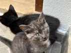 Persian Cross Kittens for Kind Home