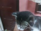 Persian cross male Kitten