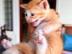 Persian Crossed Male Kitten