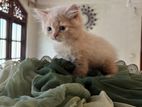 Persian Kittens