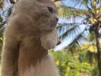 Persian Kittens