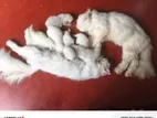 Persian Kittens with Mom