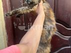 Persian Female Cat