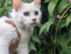 Persian Female Cat for Crossing