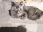 Persian Female Cat for Kindly Home