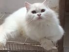 Persian Female Cat