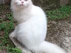 Persian Female Cat