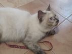 Himalayan Female Cat