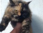 Persian female cat