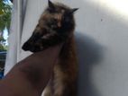 Persian Female Cat