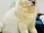 Persian Female Cat
