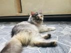 Persian Female Cat