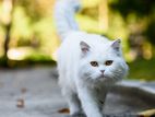 Persian Female Cat
