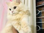 Persian Female Cat