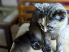 Persian Female Cat