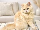 Persian Female Cat- Triple Coated