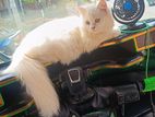 Persian Female Cat