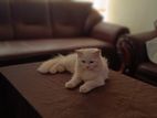 Persian Female Cat