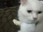 Persian Female Cat