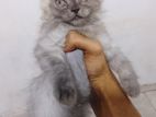 Persian Female Cat