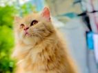 Persian Cat