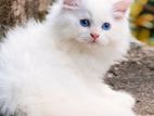 Persian Female Kitten