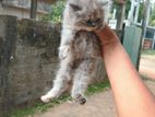 Persian Female Kitten