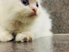 Persian Cat