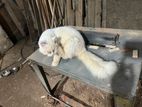Persian Cat