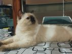 persian