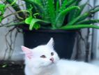 Persian Cat