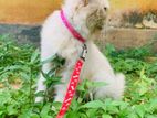 Persian Cat