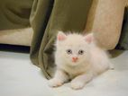 Persian