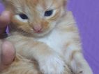 Persian Kittens